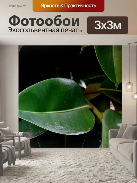 Фотообои Крупный план листьев каучука
