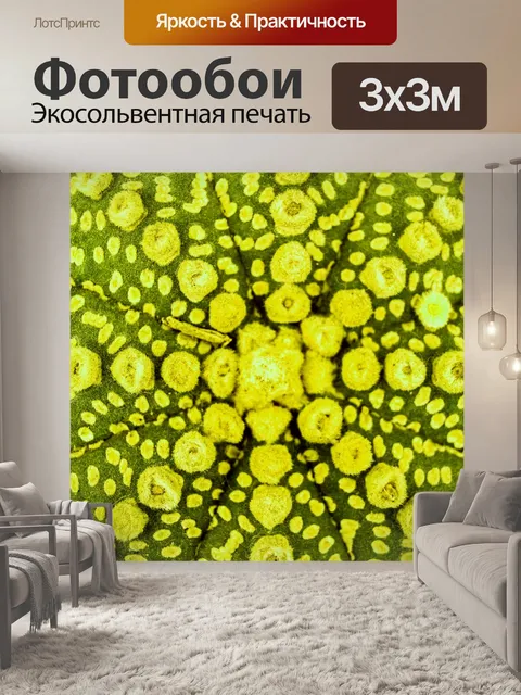Фотообои Кактусовое пустынное растение