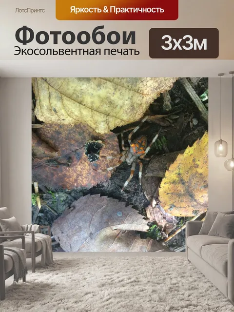Фотообои Паук