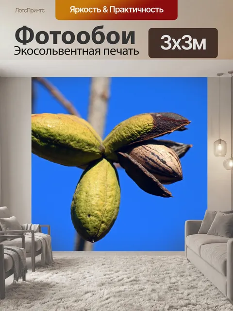Фотообои спелые орехи пекан, открывающиеся на дер