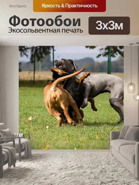 Фотообои Играющий