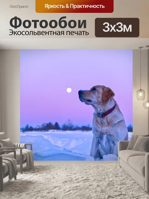 Фотообои Собака