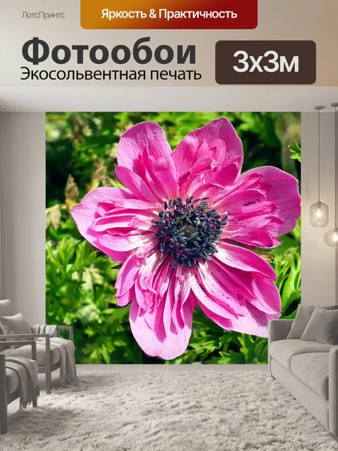 Фотообои Анемоны