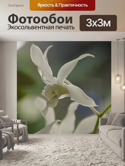 Фотообои Орхидея