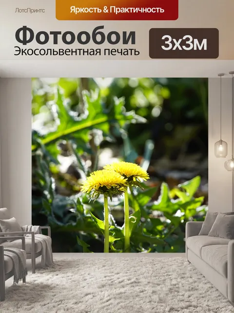 Фотообои Одуванчик
