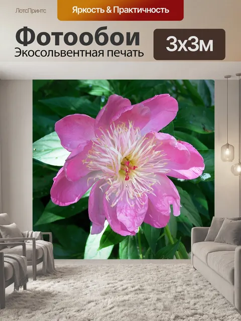 Фотообои Пион