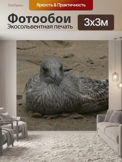 Фотообои сидит чайка