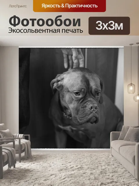 Фотообои Собака