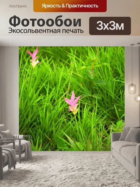 Фотообои Сиам тюльпан цветок Па Хин Нгам