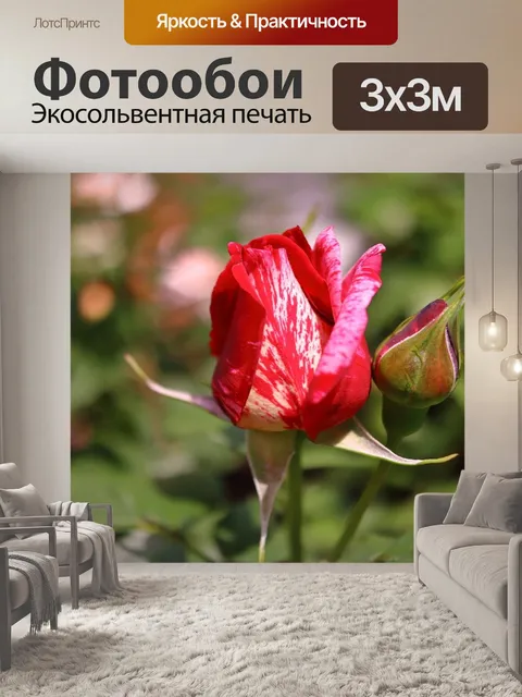 Фотообои Розы