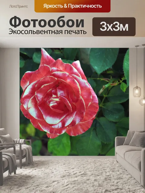 Фотообои Розовый и Белая роза # 1