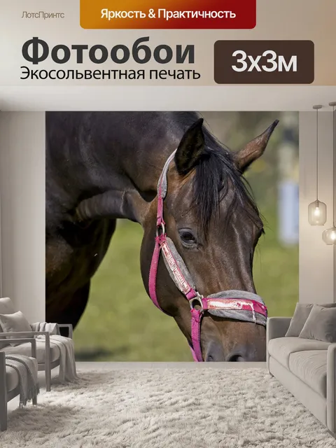 Фотообои Лошадь