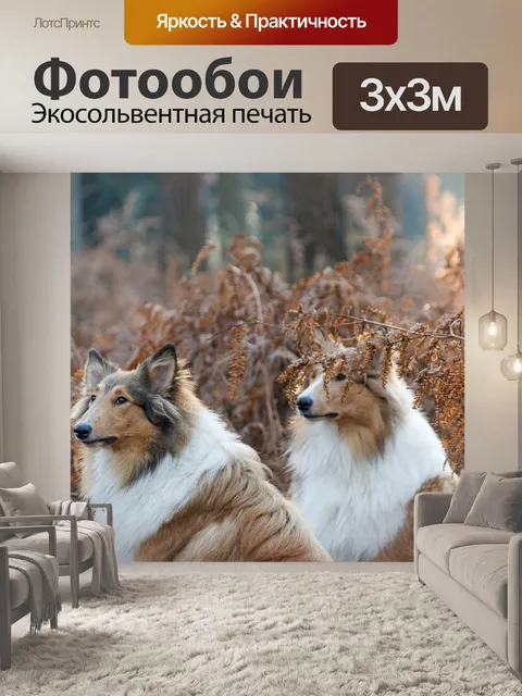 Фотообои Колли