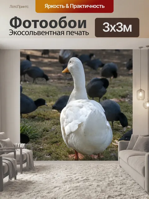 Фотообои Утка и куты