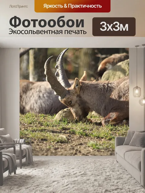 Фотообои Горные козлы