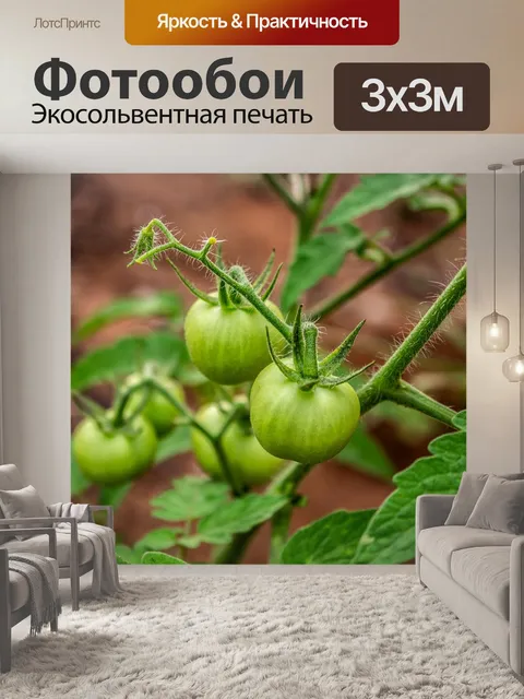 Фотообои Гриб