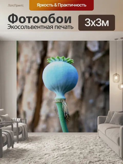 Фотообои мака Pod