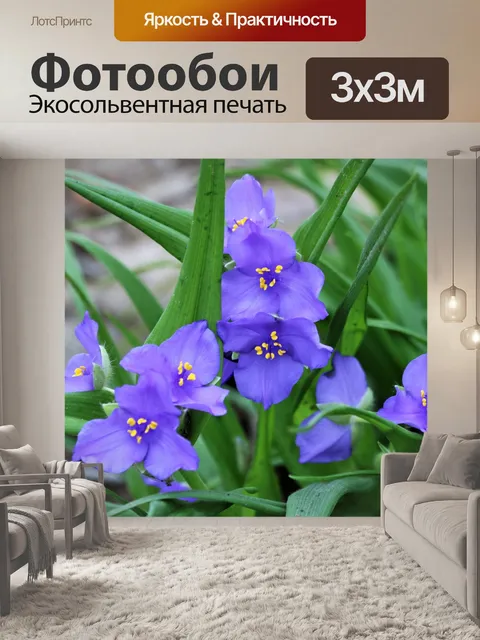 Фотообои Голубой паук цветы крупным планом