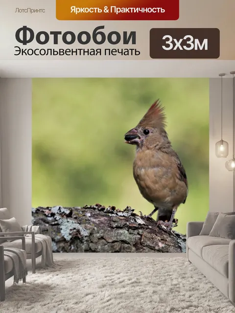 Фотообои Женский кардинал-юноша с семенем