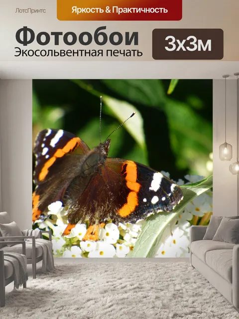 Фотообои Бабочка на цветке