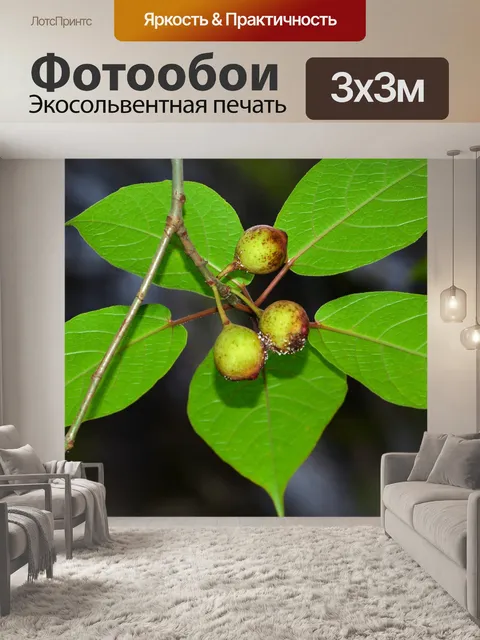Фотообои Лист