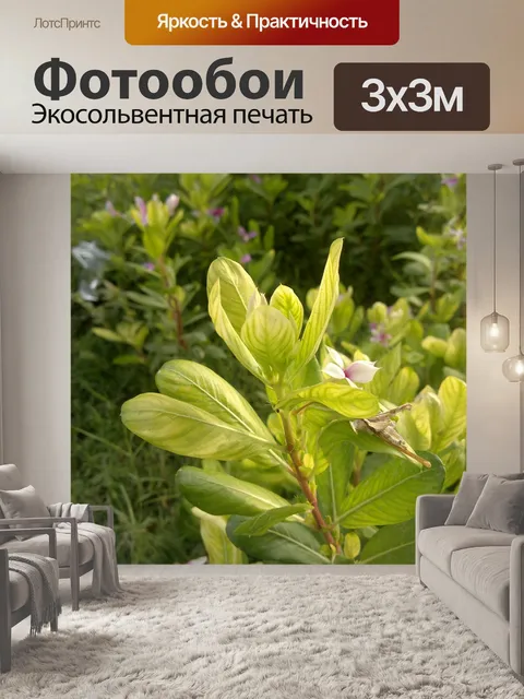 Фотообои Цветы