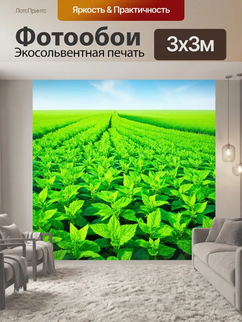 Фотообои мятный цвет, бескрайнее поле мят в солнечный день, небо, отражающее зелень, лёгкость и непринужденность…