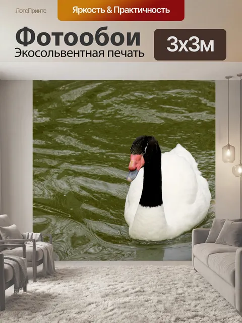 Фотообои Черный возглавлял лебедь плавание