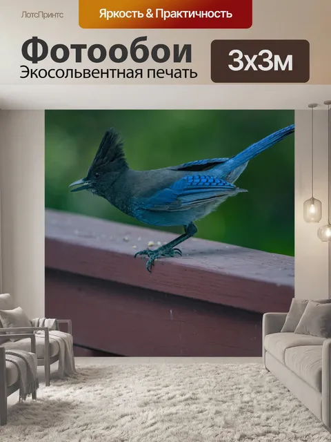 Фотообои Голубая сойка готова к полету
