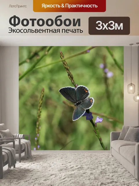 Фотообои Серая Прическа Бабочка Спинной