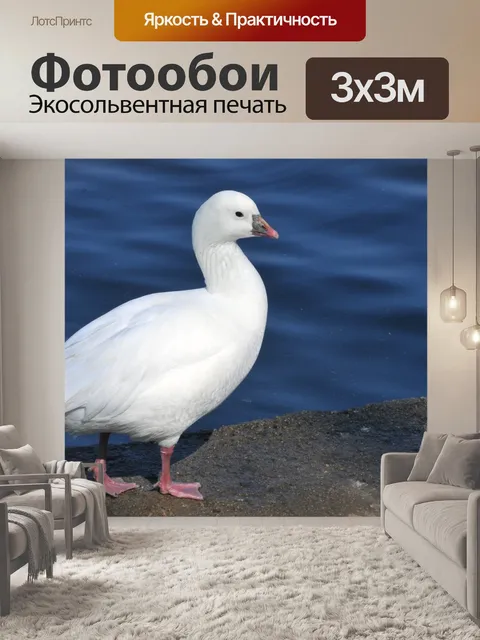 Фотообои Гусь Росса
