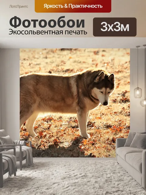 Фотообои Подсветка коричневого сибирского хаски