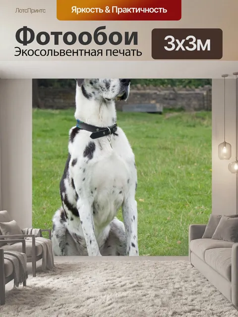 Фотообои Собака, дог