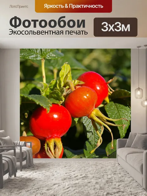 Фотообои Дикая роза