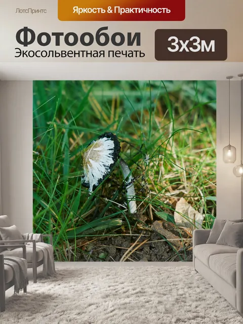 Фотообои Гриб