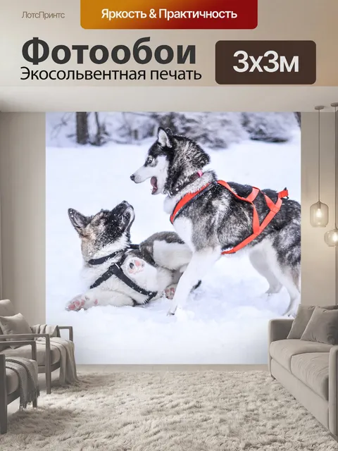 Фотообои Собаки, играющие в снегу