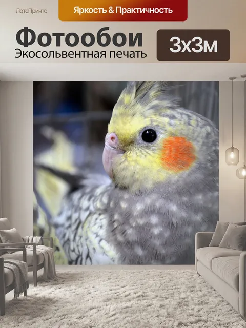 Фотообои Cockatiel Птица