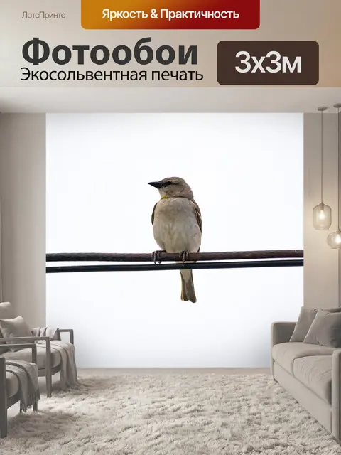 Фотообои Птица