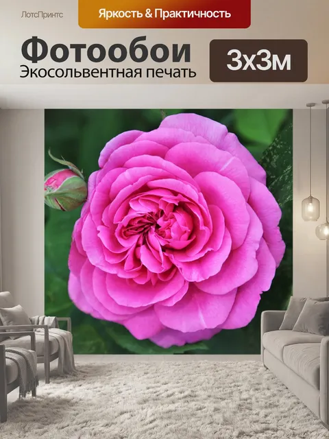 Фотообои Розы