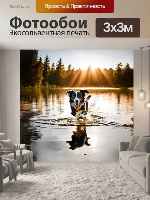 Фотообои бордер-колли, играющий на краю водоема, резво скачет по гладкой поверхности воды