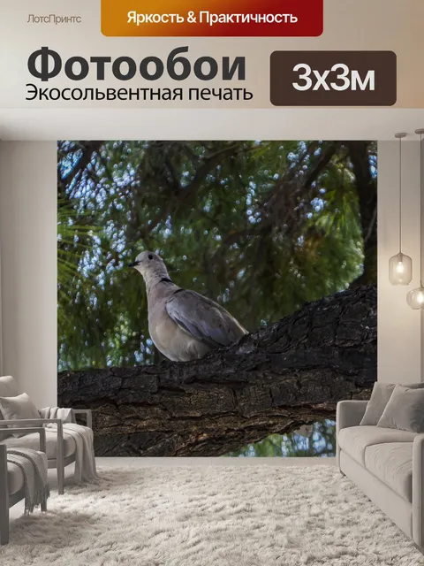 Фотообои Утренняя голубь в дереве