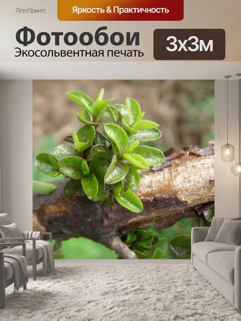 Фотообои Новый