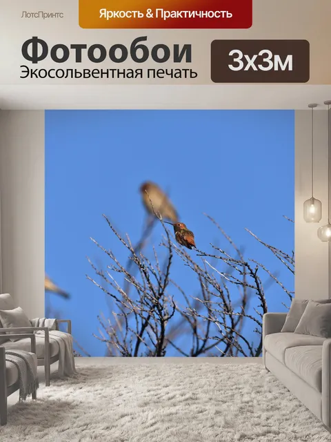 Фотообои Колибри