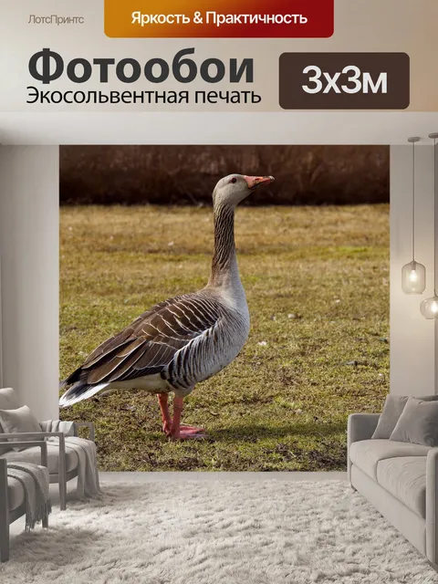 Фотообои Птицы