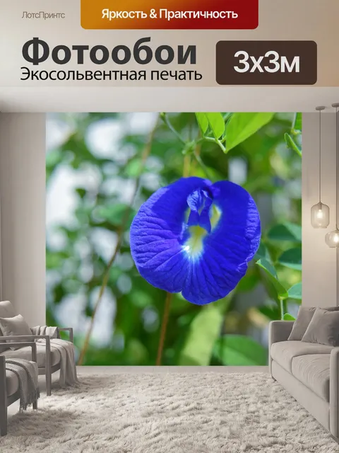 Фотообои Бабочка арахисовый цветок