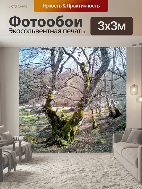Фотообои Лес