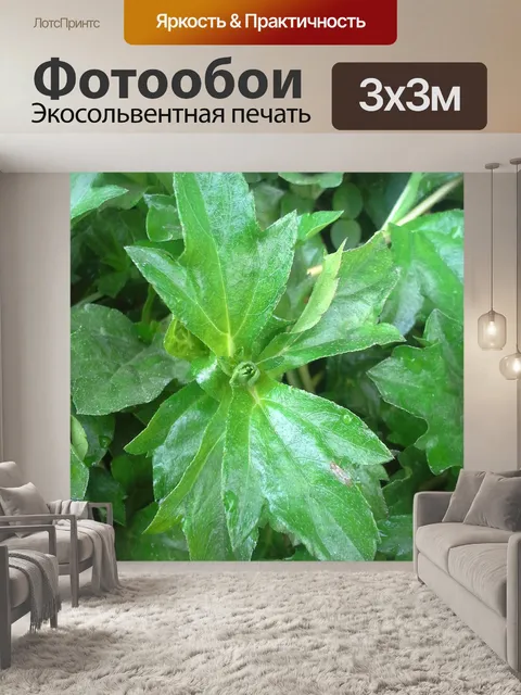 Фотообои Листы