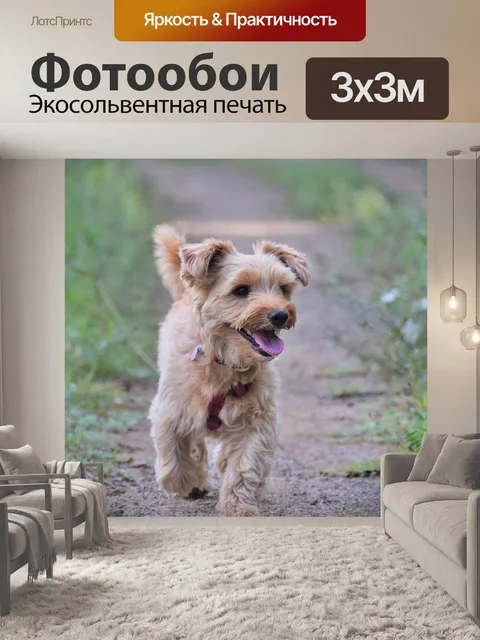 Фотообои Собака