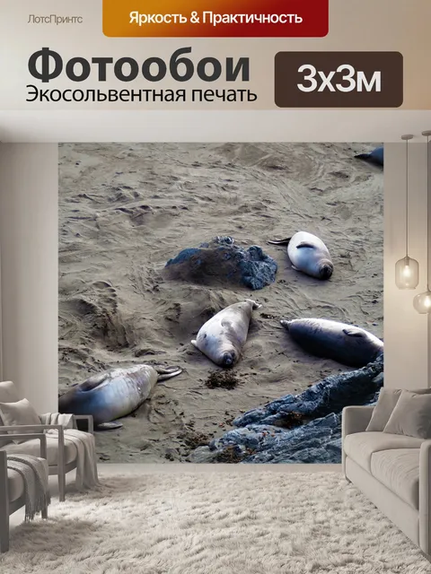 Фотообои Морские львы