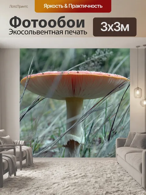 Фотообои Гриб